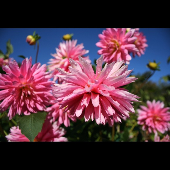 Meet the Posher - Picture 2 of 4